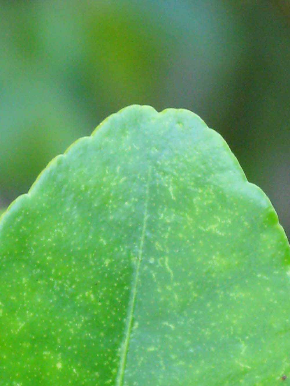                 Margin   (Kaffir, Winter Haven, FL)       